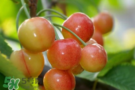 白玉櫻桃是什么？白玉櫻桃能吃嗎？