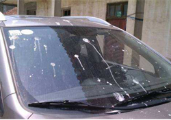 禽流感期間能接觸鳥糞嗎？碰到鳥糞會得禽流感嗎？