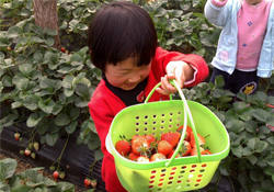 摘草莓要門票嗎？摘草莓要多少錢？
