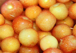 白玉櫻桃是什么？白玉櫻桃能吃嗎？