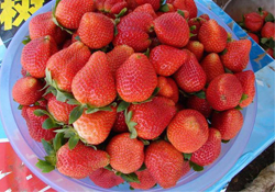 摘草莓多少錢一斤？2017摘草莓的價(jià)格