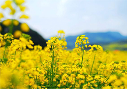 油菜花能開多久？油菜花花期有多長？