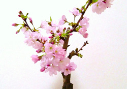 櫻花可以盆栽嗎？櫻花盆栽好養(yǎng)嗎？