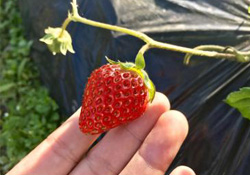 三月份可以種草莓嗎？三月份種草莓能結(jié)果嗎？