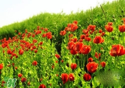 花粉過(guò)敏是感冒嗎？花粉過(guò)敏和感冒的區(qū)別