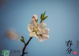 春分種什么菜？春分適合種什么菜？