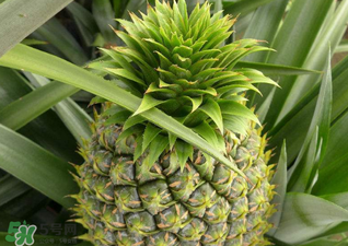 綠菠蘿可以吃嗎？菠蘿是綠的能吃嗎？