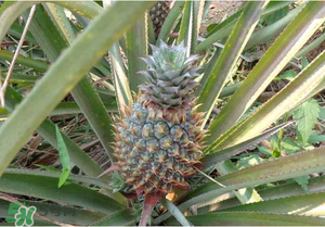 綠菠蘿可以吃嗎？菠蘿是綠的能吃嗎？