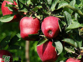 蛇果是脆的還是面的？蛇果是粉的還是脆的？