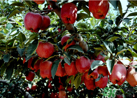 蛇果有點苦可以吃嗎？蛇果為什么會苦？