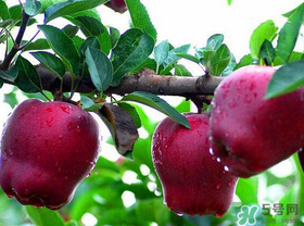 蛇果有點苦可以吃嗎？蛇果為什么會苦？