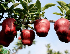 蛇果多少錢一斤？2017蛇果多少錢一斤？