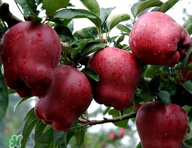 蛇果多少錢一斤？2017蛇果多少錢一斤？