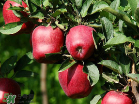 蛇果多少錢一斤？2017蛇果多少錢一斤？