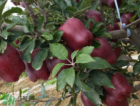 蛇果打蠟用什么洗？蛇果上的蠟怎么去除？