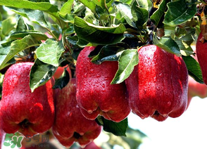 蛇果打蠟用什么洗？蛇果上的蠟怎么去除？