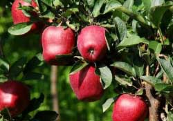 蛇果多少錢一斤？2017蛇果多少錢一斤？