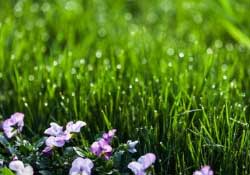 春分種什么菜？春分適合種什么菜？