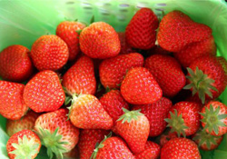 草莓可以帶上飛機嗎？坐飛機能帶草莓嗎？