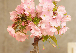 盆栽櫻花要經(jīng)常澆水嗎？櫻花盆栽幾天澆一次水？