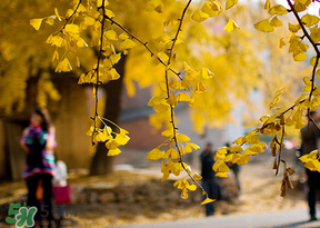 驚蟄能回娘家嗎？驚蟄有什么禁忌？