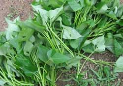 驚蟄前后可以種什么？驚蟄前后種什么蔬菜？