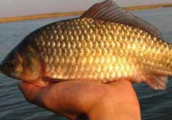 驚蟄前后好釣魚嗎？驚蟄前后釣魚技巧