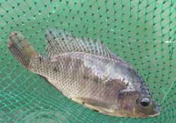 驚蟄能釣魚嗎？驚蟄釣什么魚好？