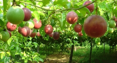 百香果吃法 百香果吃什么 百香果吃法 百香果吃什么