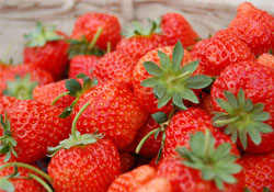 四月份可以種草莓嗎？四月份種草莓能結(jié)果嗎？