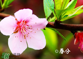 2017年春分是什么時候？2017年春分是幾月幾號？