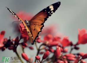 驚蟄過后一周會(huì)下雨嗎？驚蟄下雨好嗎？
