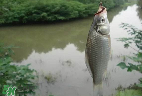 春分節(jié)氣好釣魚(yú)嗎？春分釣魚(yú)技巧