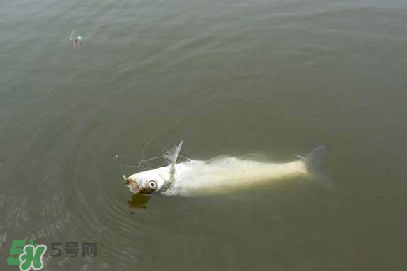 春分節(jié)氣好釣魚(yú)嗎？春分釣魚(yú)技巧