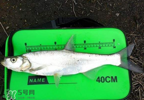 春分節(jié)氣好釣魚(yú)嗎？春分釣魚(yú)技巧