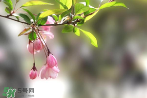 春分開(kāi)什么花？春分什么花開(kāi)？