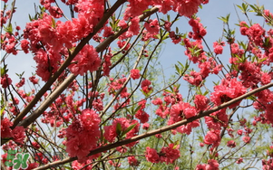 春分開(kāi)什么花？春分什么花開(kāi)？