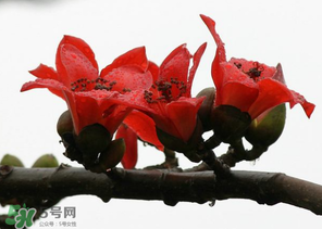 春分會下雨嗎？春分節(jié)氣下雨好還是不好？