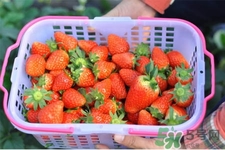 家里可以種草莓嗎？陽臺(tái)上可以種草莓嗎？