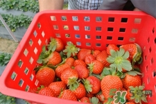 自己在家種草莓好養(yǎng)嗎？如何在家里種草莓？