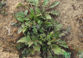 痛風(fēng)能吃薺菜嗎？痛風(fēng)病人能吃薺菜嗎？