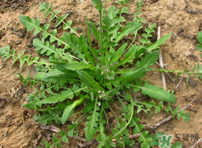 痛風(fēng)能吃薺菜嗎？痛風(fēng)病人能吃薺菜嗎？