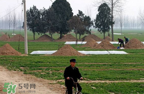 新墳不過社是什么意思？新墳不過社2017年哪一天？