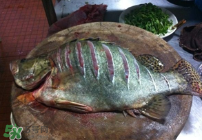 三月份吃什么魚？3月份吃什么魚好？