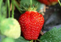 三月份有草莓嗎？三月份的草莓可以吃嗎？