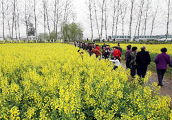 清明節(jié)出去旅游好嗎？清明節(jié)可以出去旅行嗎？