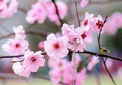 春分開什么花？春分什么花開？