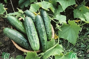 黃瓜的功效 黃瓜的作用 黃瓜的功效 黃瓜的作用