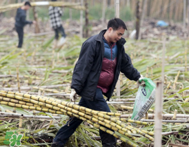 3月份能吃甘蔗嗎？三月份的甘蔗能吃嗎？