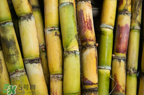 3月份能吃甘蔗嗎？三月份的甘蔗能吃嗎？